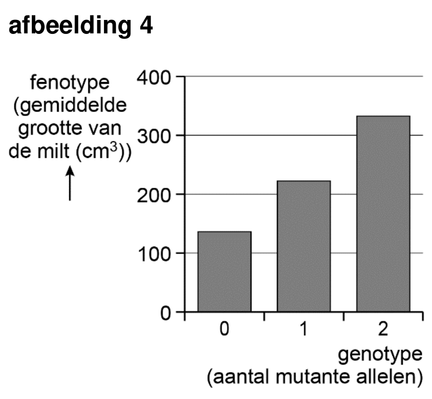 Figuur 1 bij vraag 33 van opgave De Bajau (Biologie HAVO 2025)