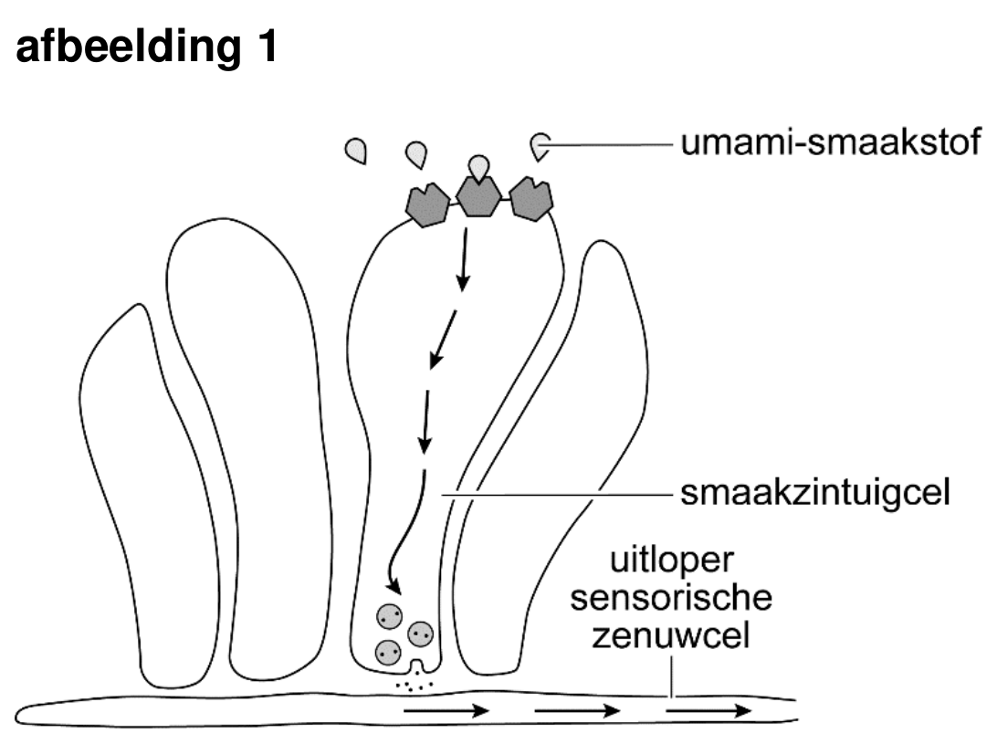 Figuur 1 bij vraag 45 van opgave Eieren met spek (Biologie HAVO 2025)