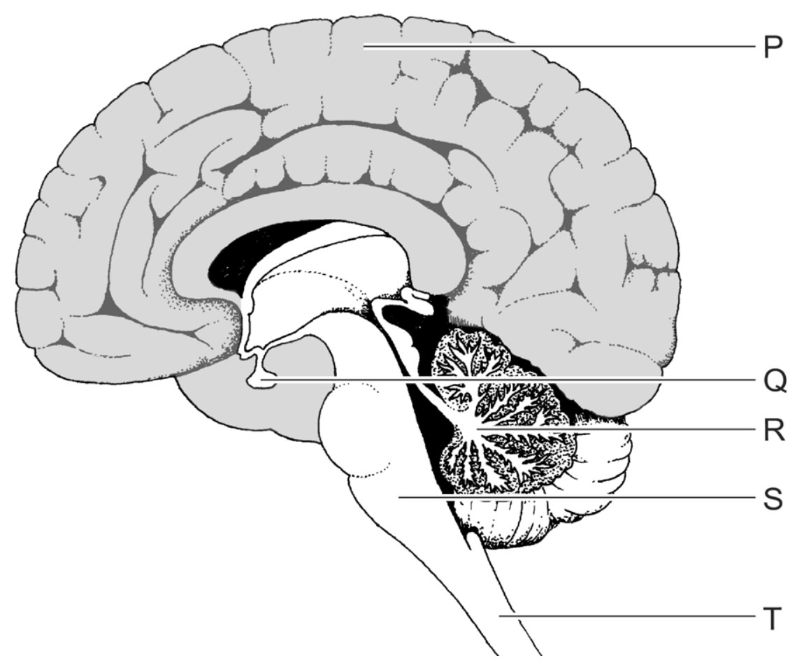 Figuur 1 bij vraag 23 van opgave Ademtherapie bij long covid (Biologie HAVO 2025)