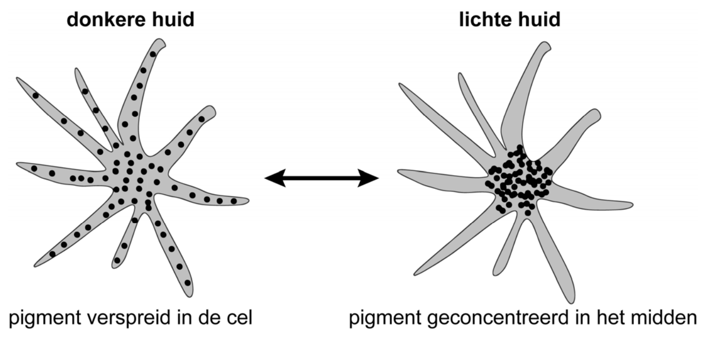 Figuur 1 bij vraag 37 van opgave Kameleon bekent kleur (Biologie HAVO 2025)
