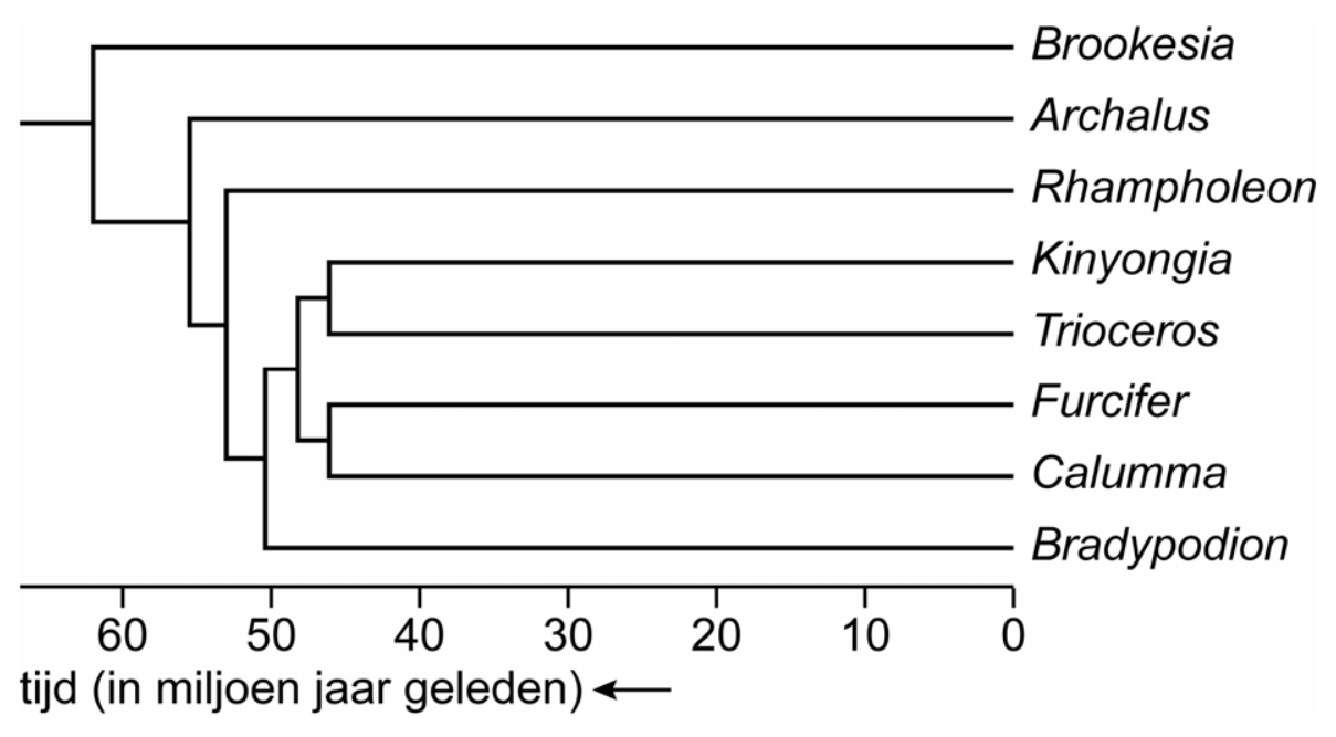 Figuur 1 bij vraag 39 van opgave Kameleon bekent kleur (Biologie HAVO 2025)