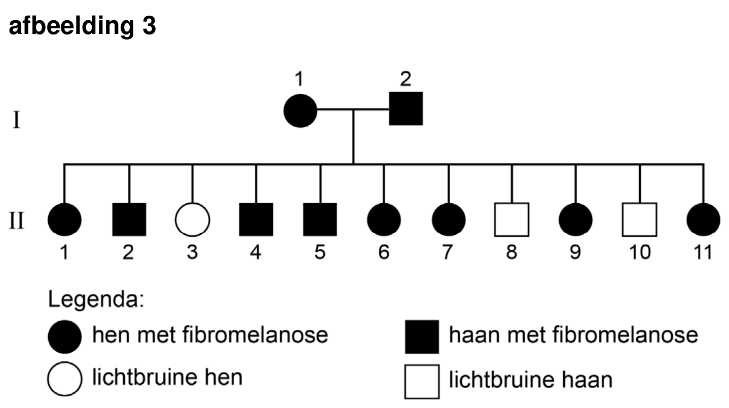 Figuur 1 bij vraag 7 van opgave Zwarte kip (Biologie HAVO 2025)
