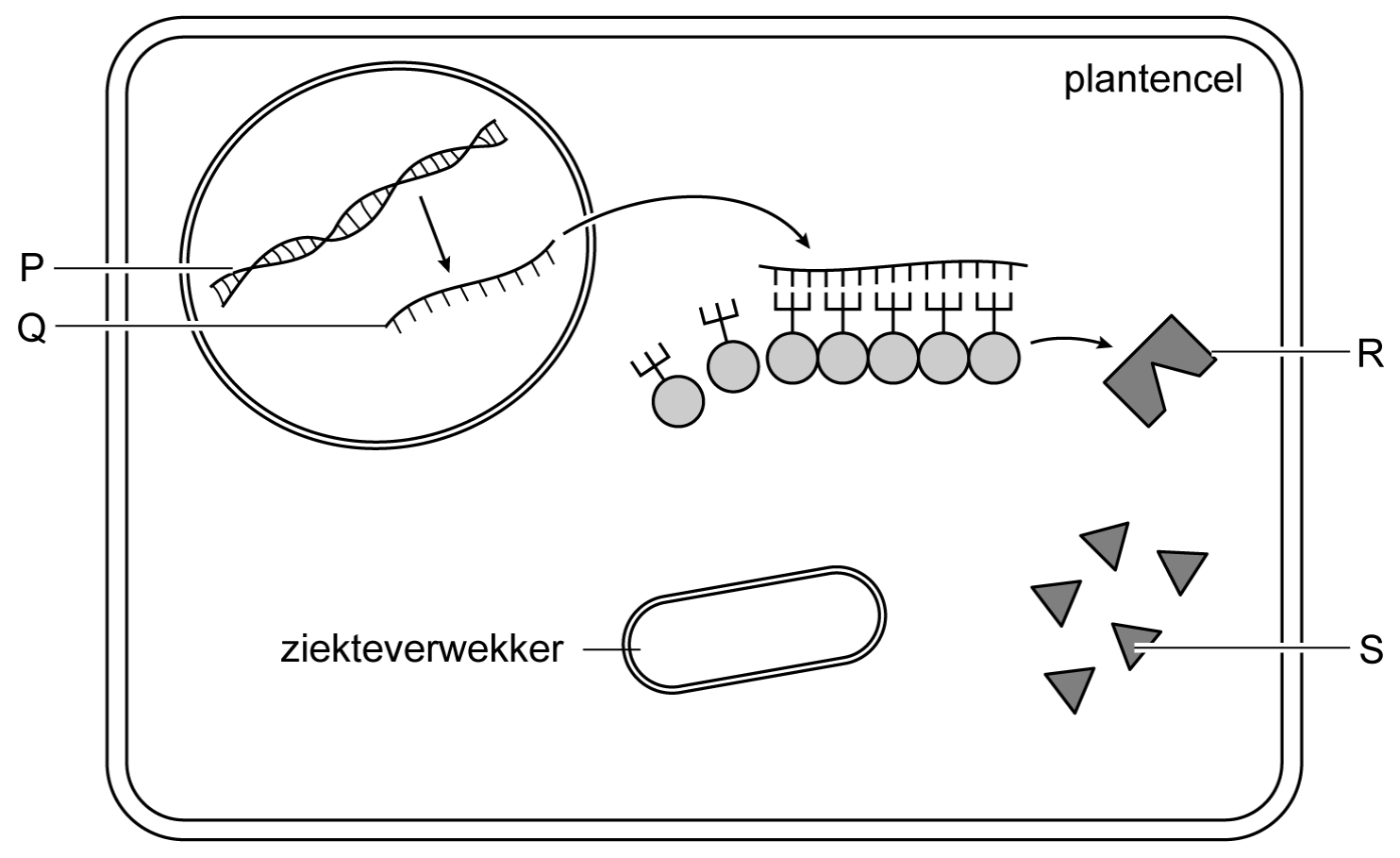 Figuur 1 bij vraag 27 van opgave Plantenveredeling voor biologische landbouw (Biologie HAVO 2026)