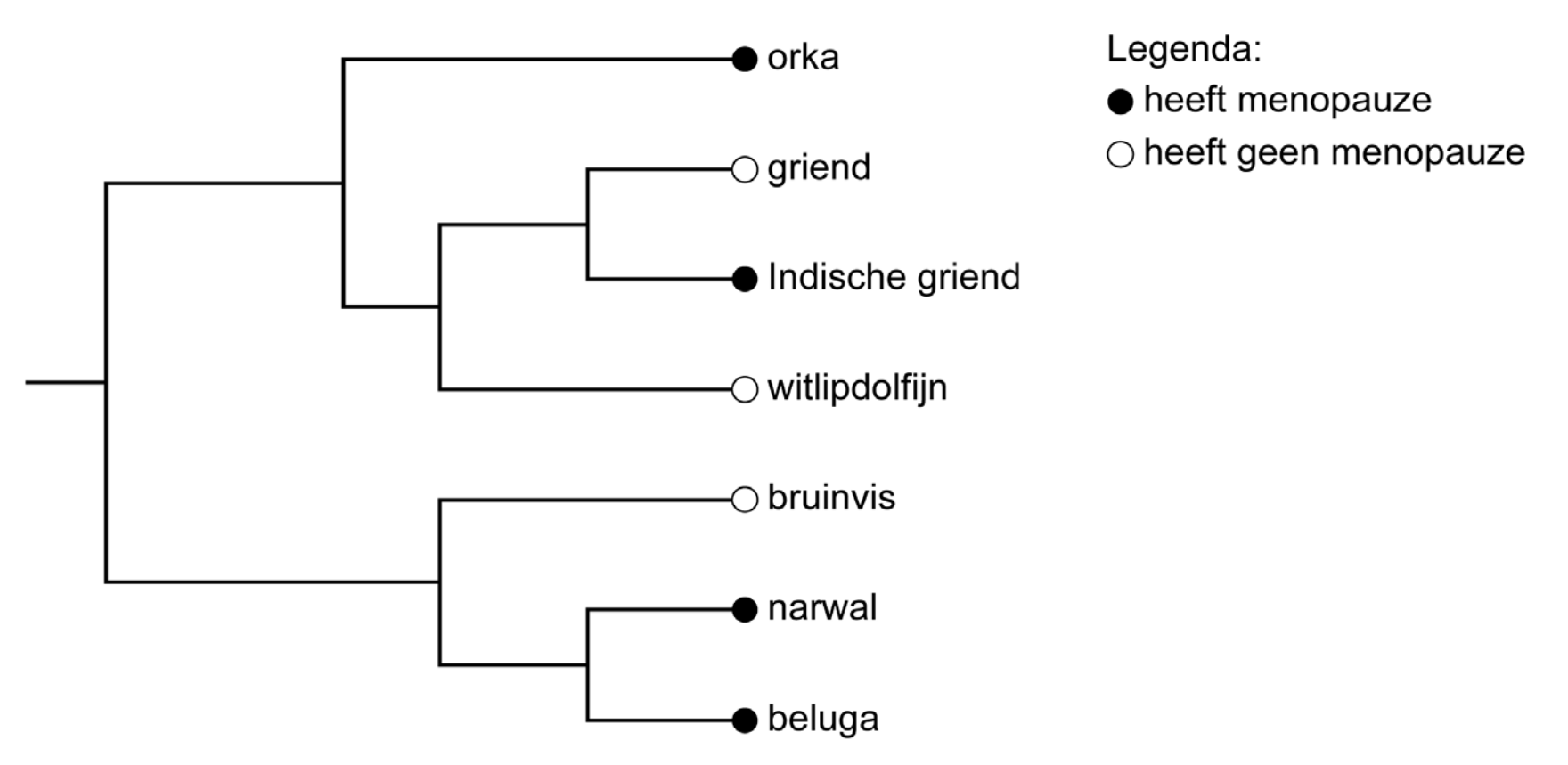 Figuur 1 bij vraag 19 van opgave Oma’s aan de top (Biologie HAVO 2026)