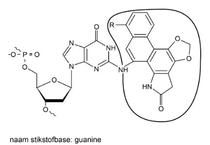Antwoordmodel vraag 5 Gevaarlijk afslankmiddel, figuur 1