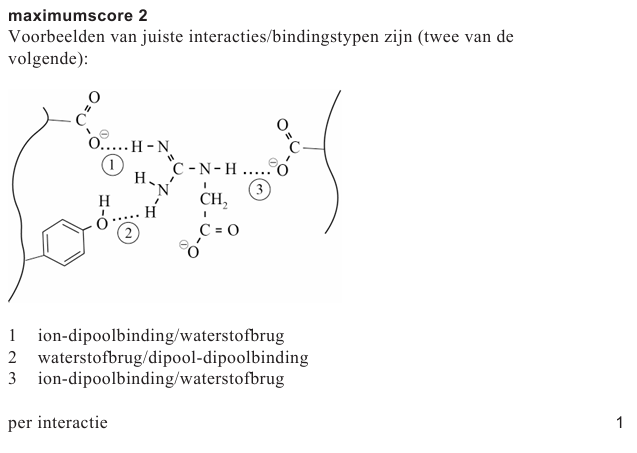 Antwoordmodel vraag 18 Creatine, figuur 1