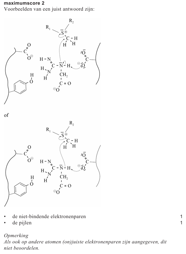 Antwoordmodel vraag 19 Creatine, figuur 1