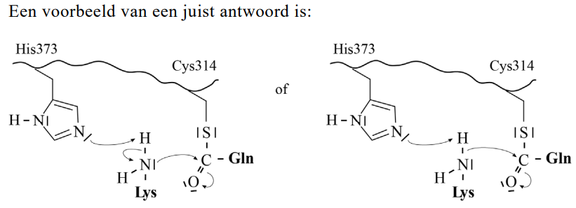 Antwoordmodel vraag 25 Voedsellijm, figuur 1